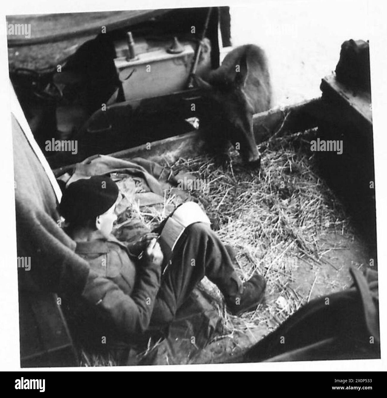 Fahrer C. Webber von der 1st Squadron, 6th Armoured Division, British Army, schreibt nach Hause, während ein Fohlen auf dem Hof Strohhalm isst, wo er am 3. Januar 1943 während des Tunesienfeldzuges mit einem Billet belegt wird. Stockfoto