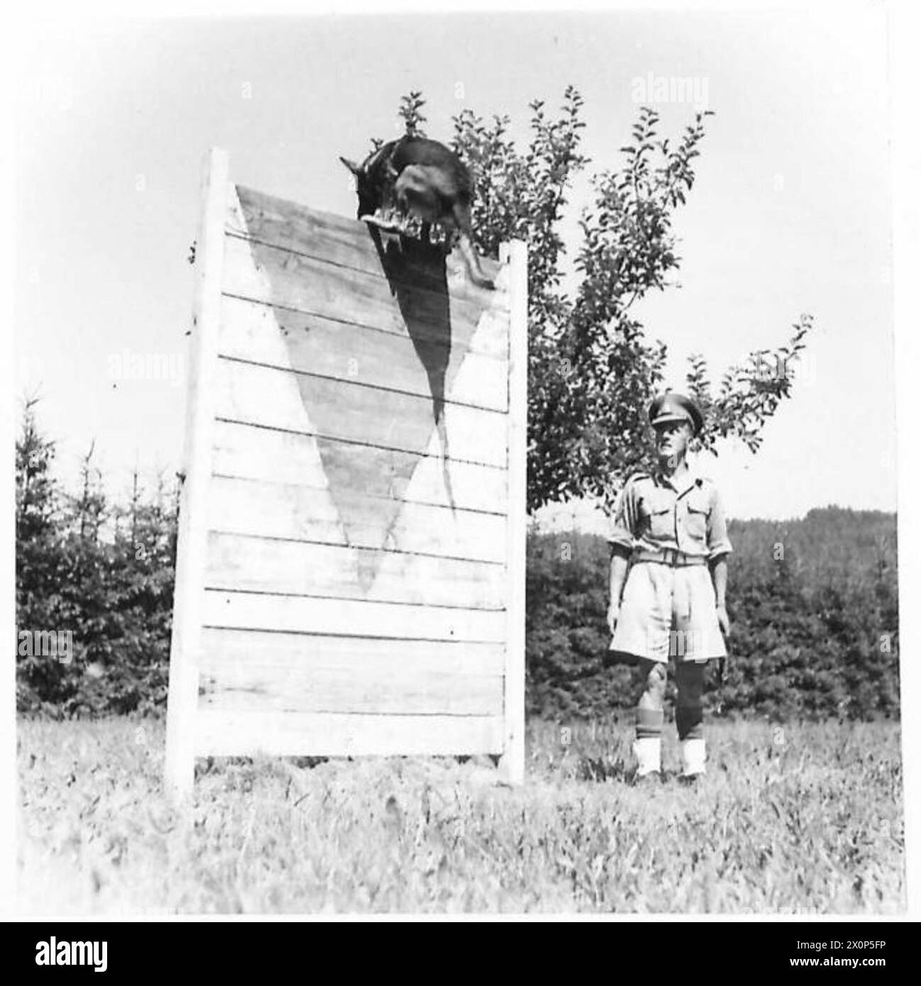 Der Militärpolizeihund „Stafford“ wird von Korporal A. Moffat trainiert, um während der Übungen, die Captain Allum vom 5. Korps aufnahm, einen hohen Zaun zu springen. Stockfoto