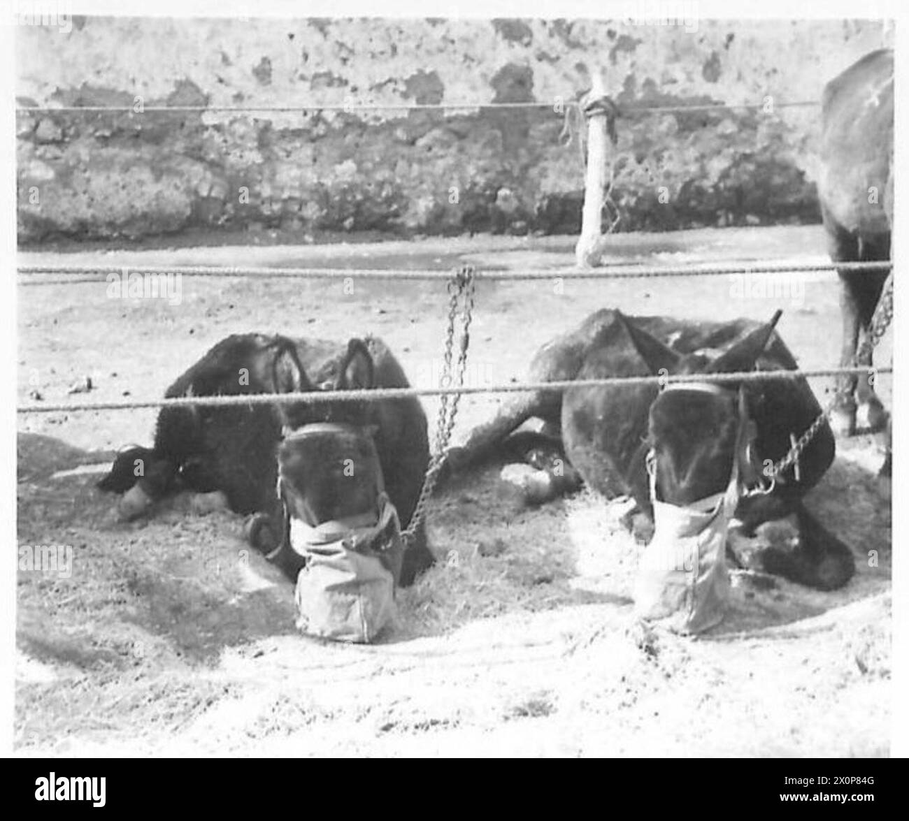 Die Maultiere der Fünften Armee ruhen in einer Krankenstation in Italien, während schwere Fälle während der Genesung verdeckt bleiben. Stockfoto