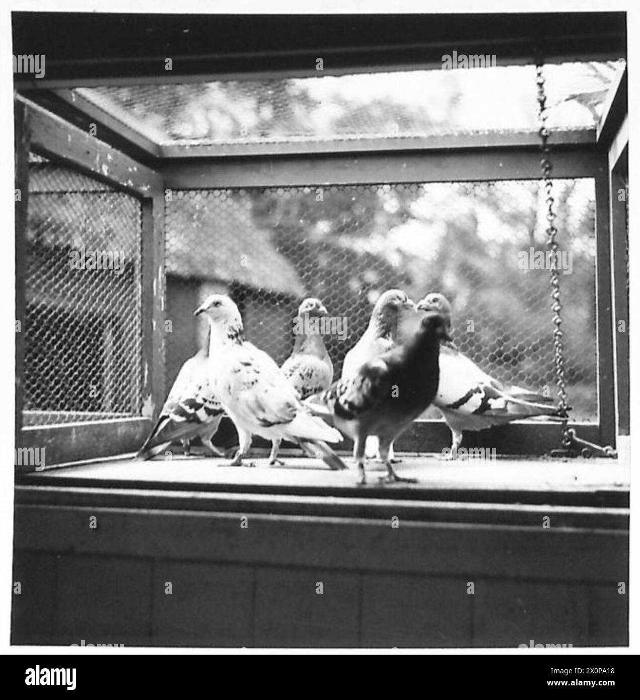 Trägertauben werden von der britischen Armee zu Kommunikationszwecken während militärischer Operationen in einem Loft aufbewahrt. Stockfoto