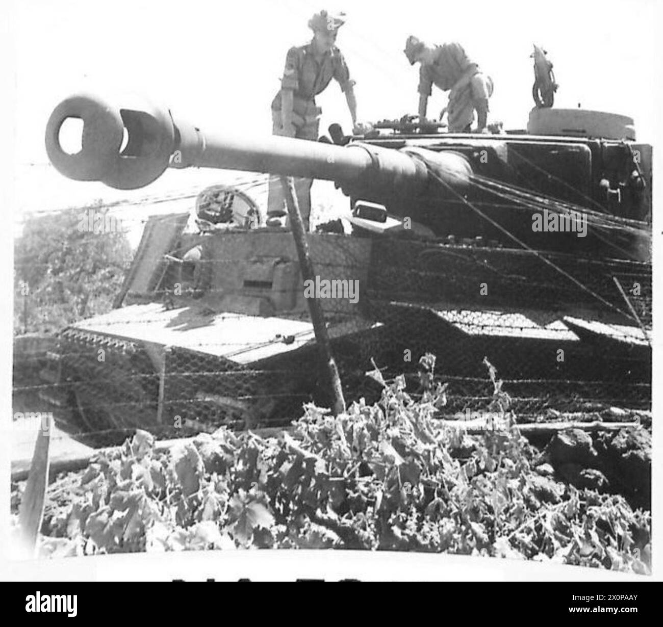 8. ARMEE VORMARSCH IN DER MT. ÄTNA GEBIET - Ein deutscher Tigerpanzer Mk. VI wurde verlassen gefunden und von unseren heranrückenden Truppen in die Luft gesprengt - 152 BDE. 51 Div - Diese Panzer sind die neueste Geheimwaffe der Deutschen und sind mit einer 88-mm-Kanone auf dem Turm ausgestattet und haben ein Gewicht von 72 Tonnen. Die Breite dieses Tanks ist so groß, dass auf den karren von Sizilien seine Nutzung eingeschränkt ist. Fotos in der Nähe von Pisano. Fotografisches negativ, britische Armee Stockfoto