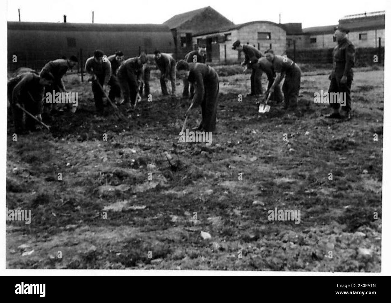 In Nordirland arbeiten Männer in Gärten, um Gemüse anzubauen, wobei die Armee große Anbaugebiete verwaltet, um die Produktion zu maximieren. Stockfoto