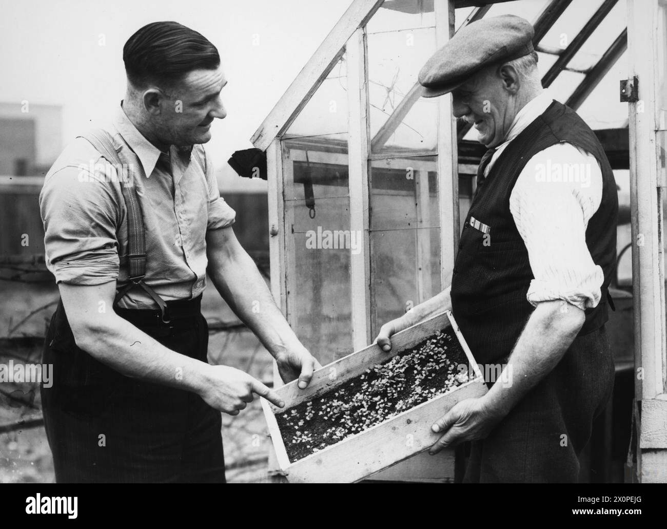 DIG FOR VICTORY: LIFE ON A WARTIME GARTMENT, ACTON, MIDDLESEX, ENGLAND, 1940 – zwei Amateurgärtner überprüfen den Fortschritt von Saatgut außerhalb eines Gewächshauses in Acton Stockfoto