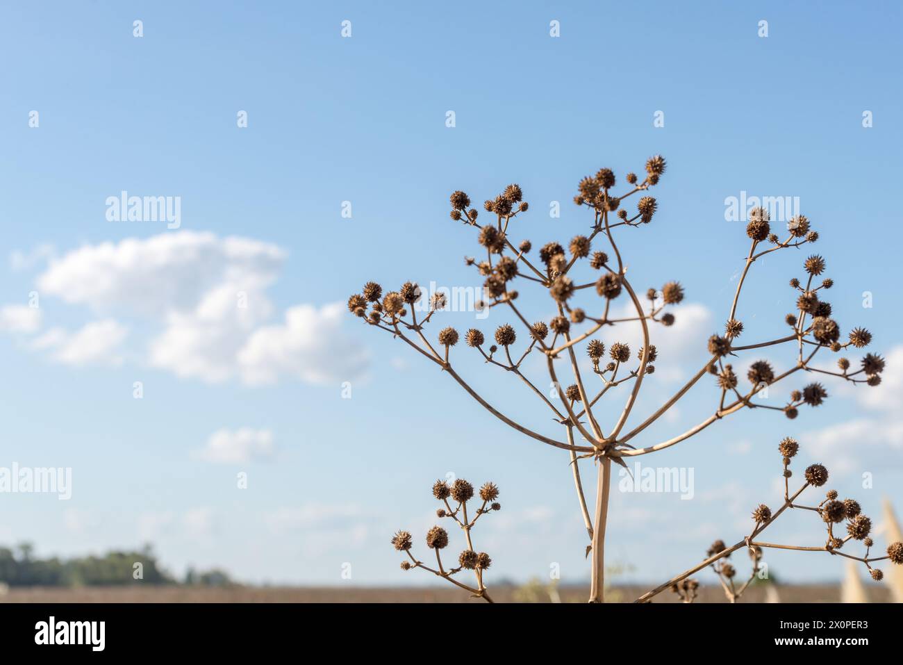 Eine zarte getrocknete Pflanze steht im Fokus, mit ihrer komplexen Struktur aus Ästen und Samenkapseln, die sich vor dem weitläufigen blauen Himmel, Dotte, abhebt Stockfoto