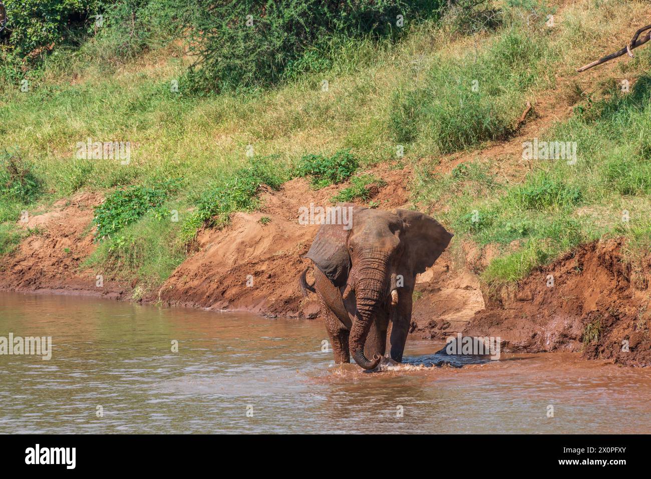 Afrikanischer Elefant überquert den Luvuvhu River bei Pafuri im Kruger-Nationalpark, Südafrika Stockfoto