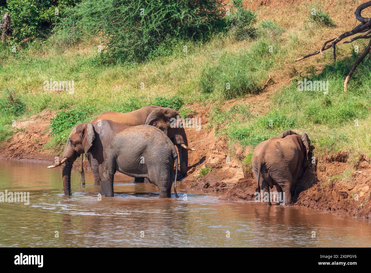 Elefanten schwimmen im Luvuvhu-Fluss bei Pafuri im Kruger-Nationalpark, Südafrika Stockfoto