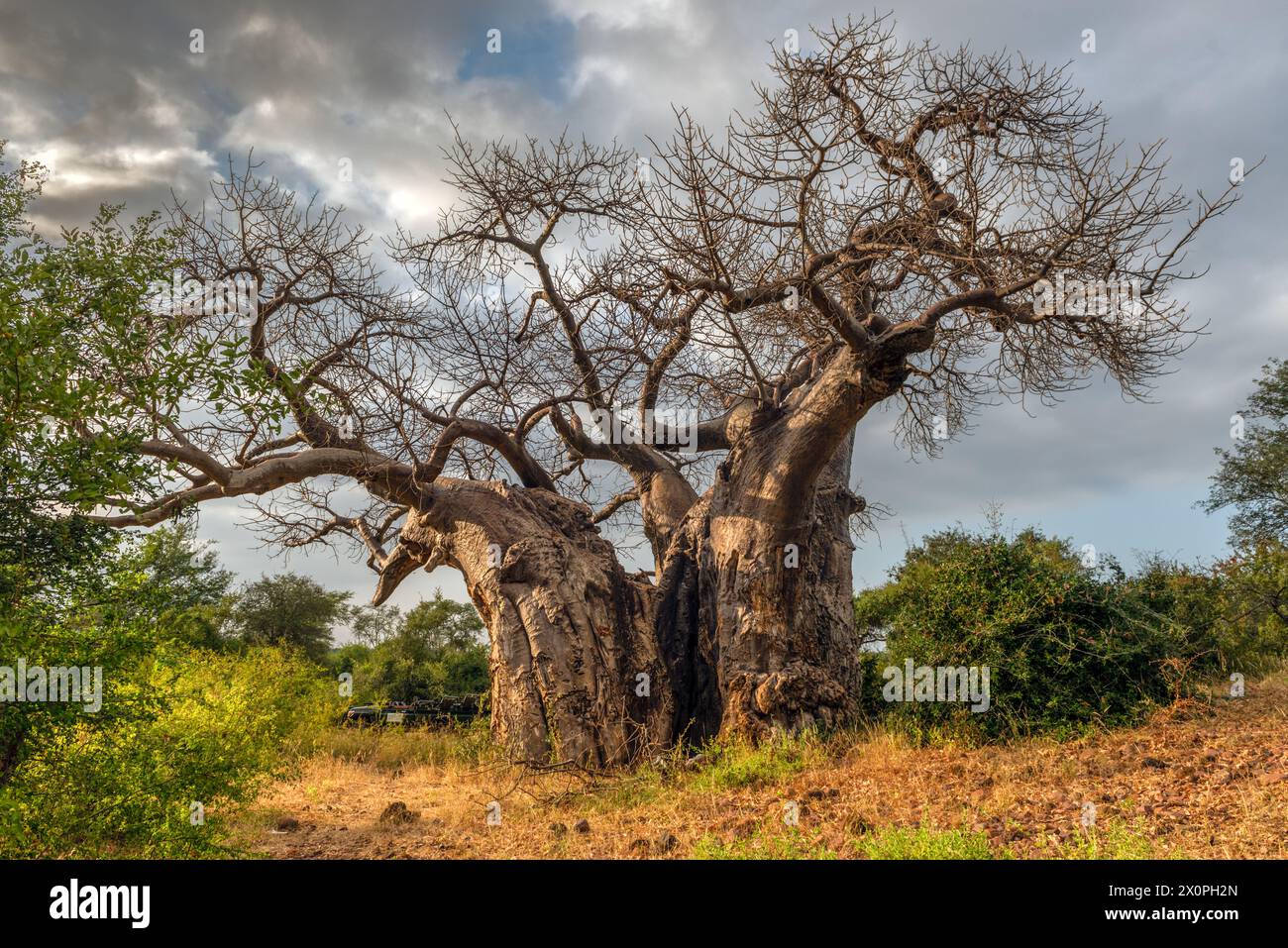 Sehr großer Baobab-Baum im Makuleke Contract Park in Northern Kruger, Limpopo Region, Südafrika Stockfoto