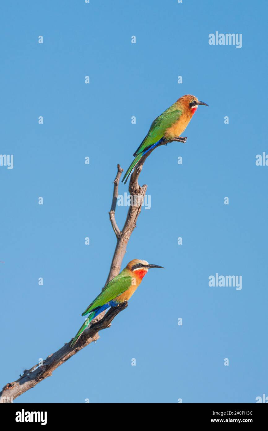 White-fronted Bienenfresser Stockfoto