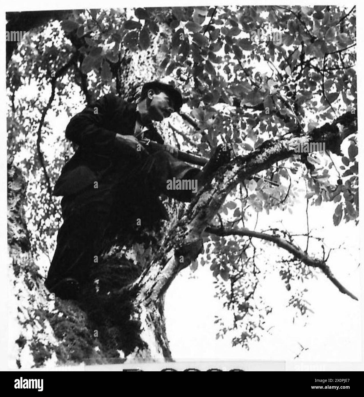 Ein französischer Widerstandskämpfer, der in einem Baum in Beaumesnil, Eure, positioniert ist, greift feindliche Truppen an. Stockfoto