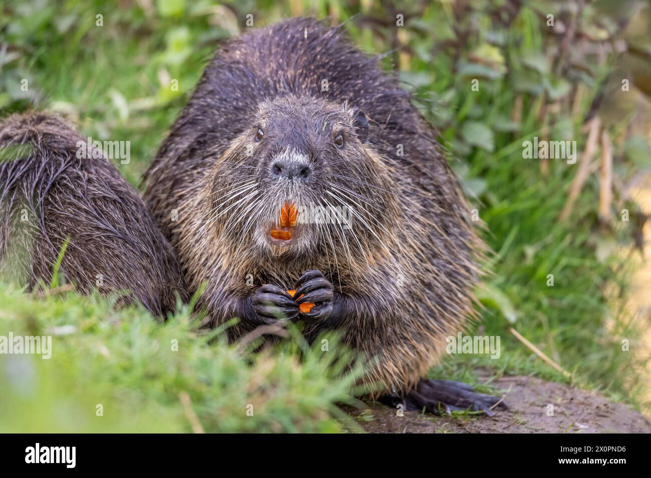 Nutria oder Coypu (Myocastor coypus) isst ein Stück Karotte Stockfoto