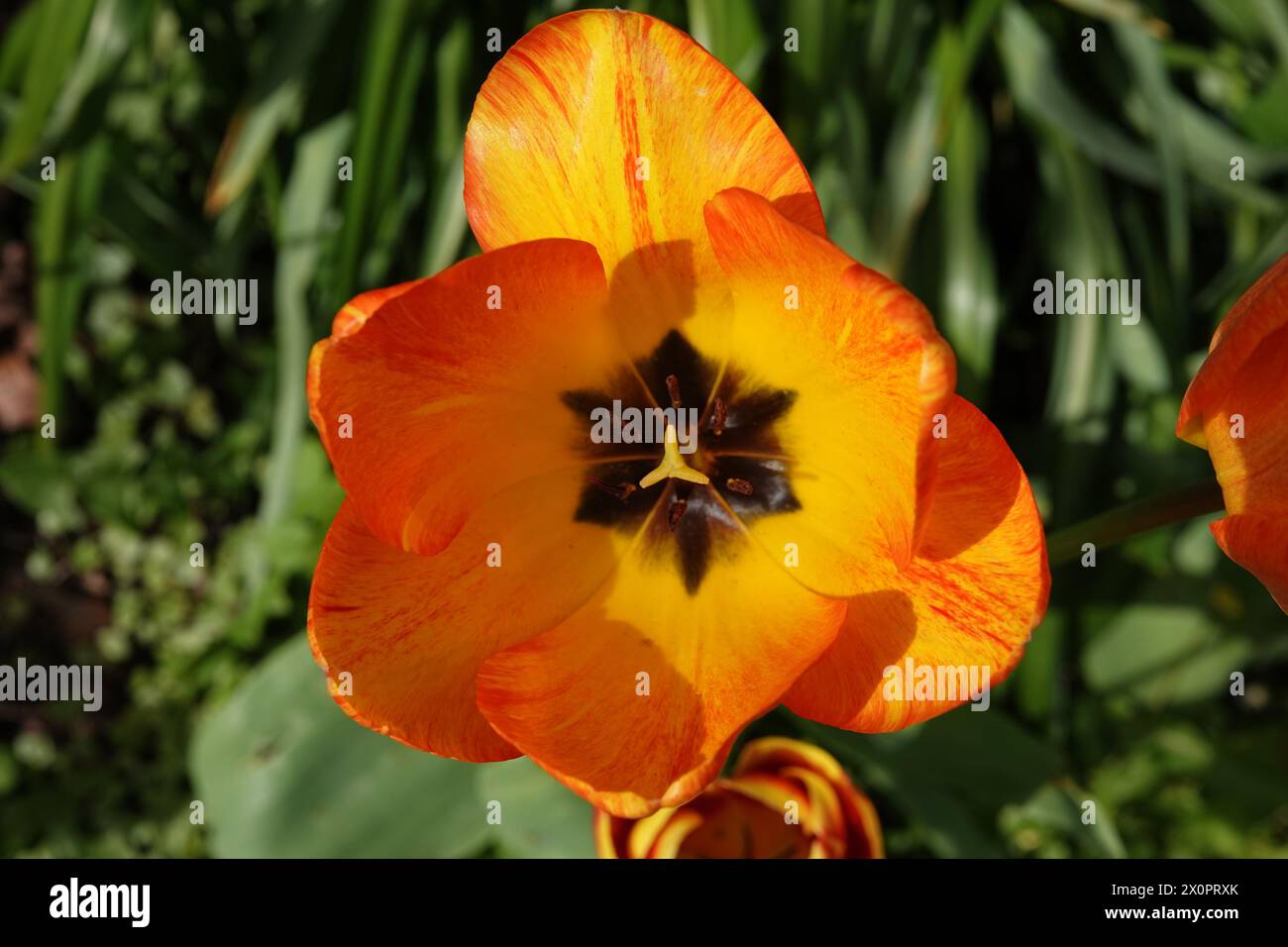 Spring UK, Orange & Yellow Tulpe Stockfoto