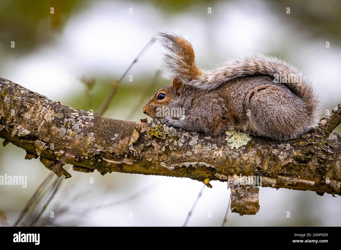 Braunes nordamerikanisches Eichhörnchen Nahaufnahme Porträt auf dem Baum Stockfoto