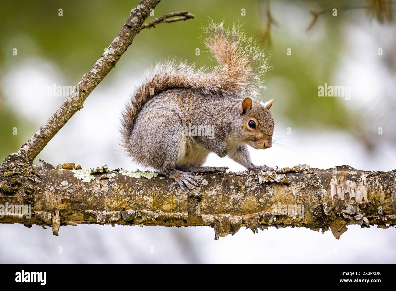 Braunes nordamerikanisches Eichhörnchen Nahaufnahme Porträt auf dem Baum Stockfoto