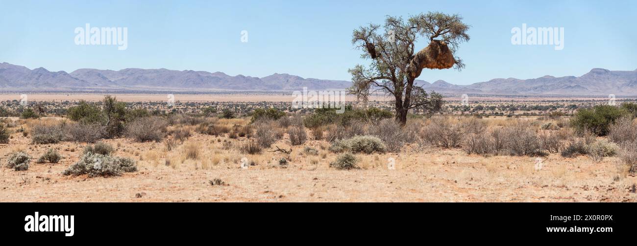 Ein Panorama in der Namib mit einem Baum mit einem sehr großen geselligen Webernest. Stockfoto