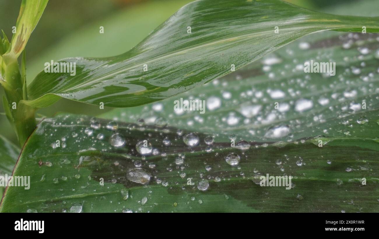 Wassertröpfchen an Bananenblattzweigen nach Regen Stockfoto