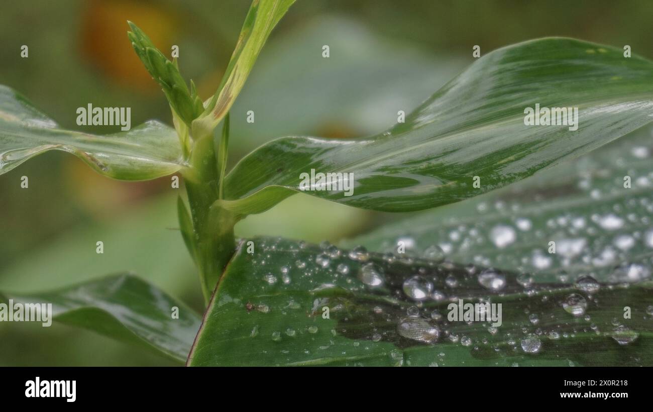 Wassertröpfchen an Bananenblattzweigen nach Regen Stockfoto