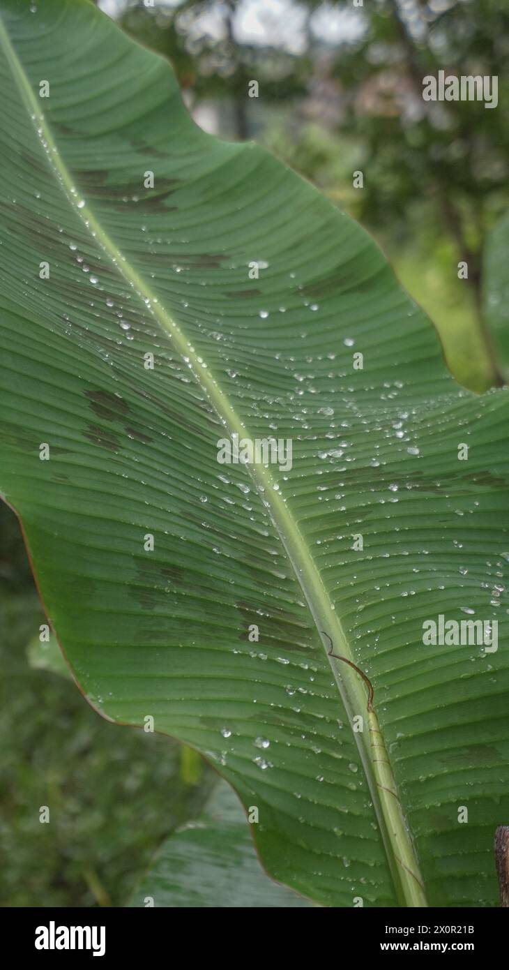 Wassertröpfchen an Bananenblattzweigen nach Regen Stockfoto