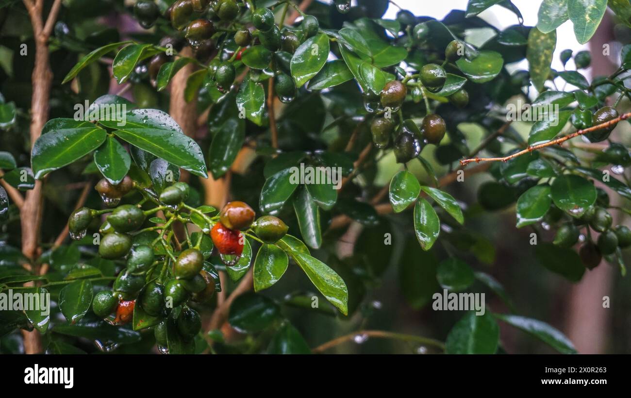 Kaffeebohnenpflanzen, frische Kaffeebohnen, Kaffeebaumzucht auf einer Bio-Farm. Nahaufnahme der Robusta-Kaffeebohnen. Stockfoto