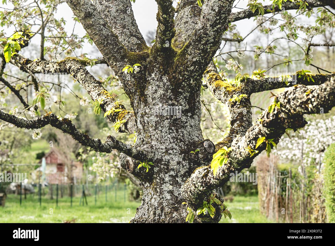 : Alter Baum mit Moos und jungen Blättern - Nahaufnahme im Frühjahr Stockfoto