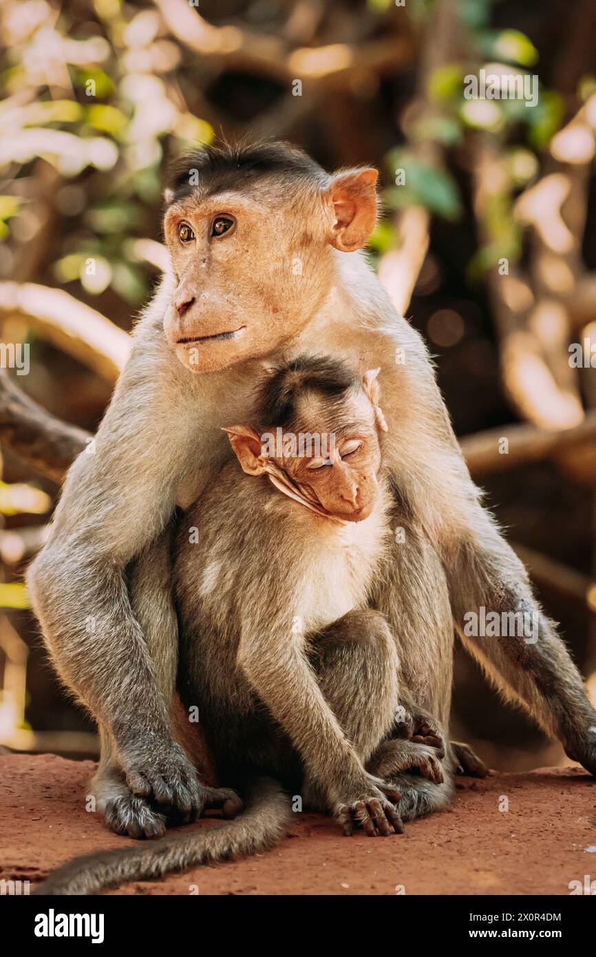 . Motorhaubenmakaken - Macaca Radiata Oder Zati Mit Neugeborenem, Das Auf Dem Boden Sitzt. Affe Mit Säuglingsbaby Stockfoto