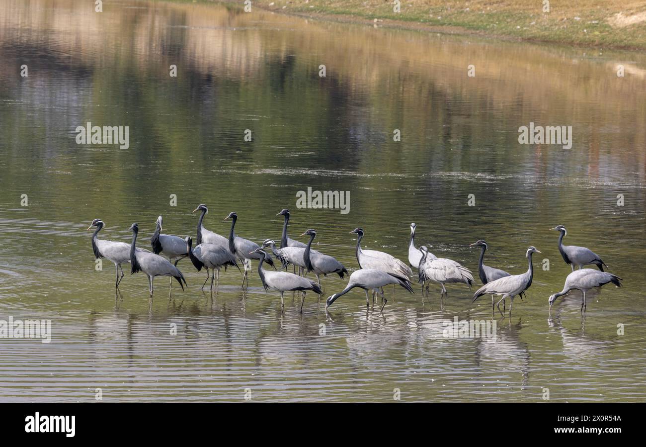 Wandernde Demoiselle Krane waten in einem Teich in der Nähe von Bishnoi Village, Rajasthan Stockfoto