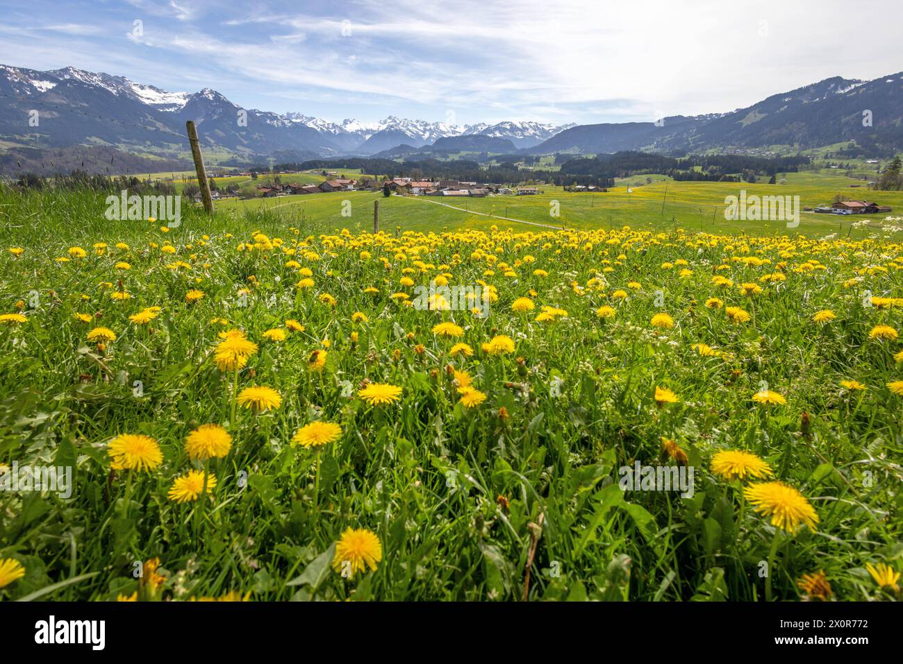 Sommerliche Temperaturen in Bayern die Sonne scheint auf die Landschaft mit blühendem Löwenzahn an der Wittelsbacher Höhe im Oberallgäu., Ofterschwang Bayern Deutschland *** Sommertemperaturen in Bayern die Sonne scheint auf der Wittelsbacher Höhe in Oberallgäu, Ofterschwang Bayern Deutschland Stockfoto