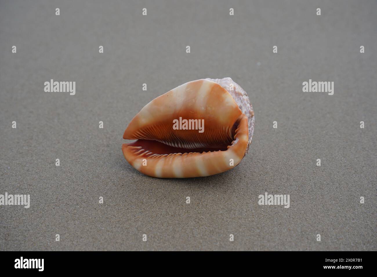 Nahaufnahme einer Cowrie-Muschel (oder Cowry-Muschel), die im Sand eines Strandes liegt Stockfoto