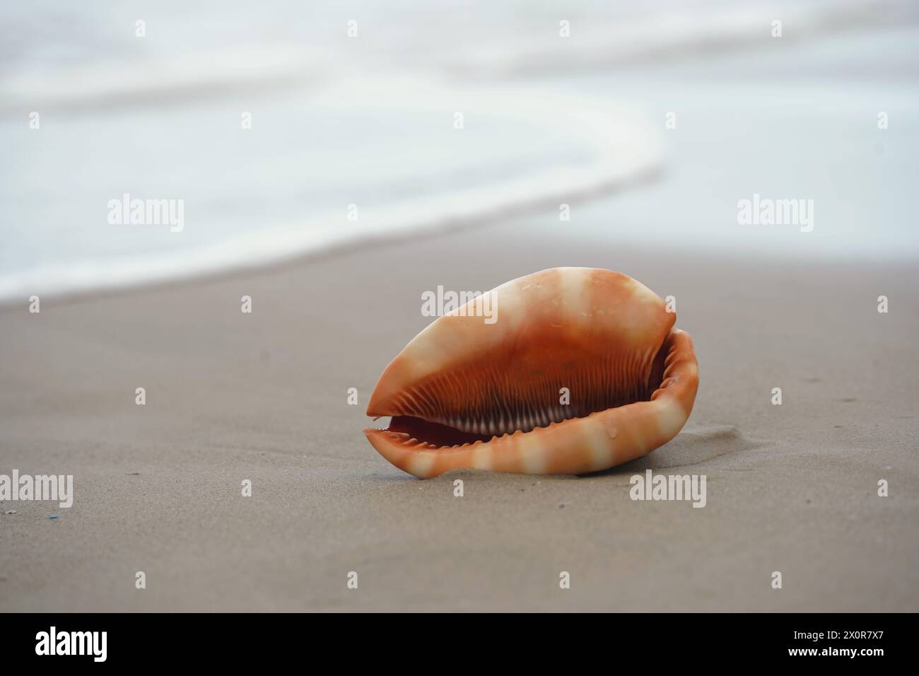Nahaufnahme einer Cowrie-Muschel (oder Cowry-Muschel), die im Sand eines Strandes liegt Stockfoto