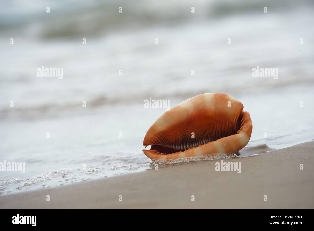 Nahaufnahme einer Cowrie-Muschel (oder Cowry-Muschel), die im Sand eines Strandes liegt Stockfoto