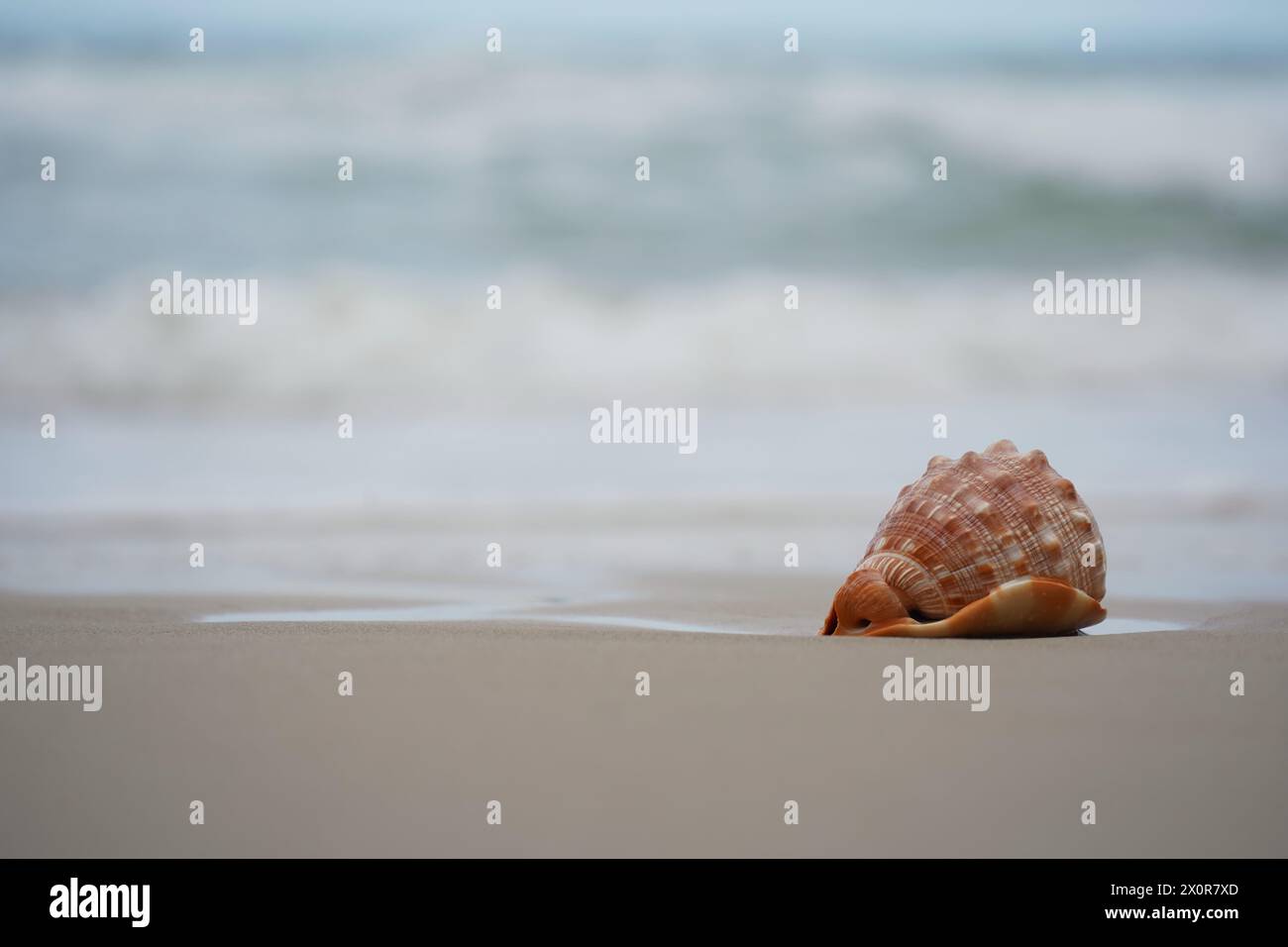 Nahaufnahme einer Cowrie-Muschel (oder Cowry-Muschel), die im Sand eines Strandes liegt Stockfoto