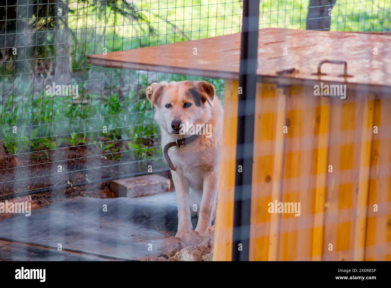 Weißer Hund im Käfig, trauriger Hundelook Stockfoto