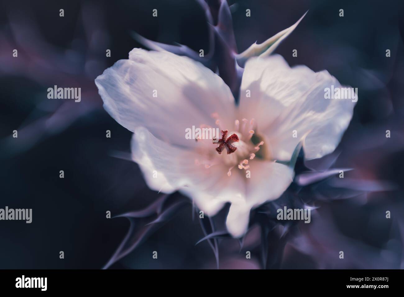 Ein blühender weißer mexikanischer Mohn, Argemone ochroleuca, heimisch in Mexiko. Fotografiert in Südafrika. Stockfoto