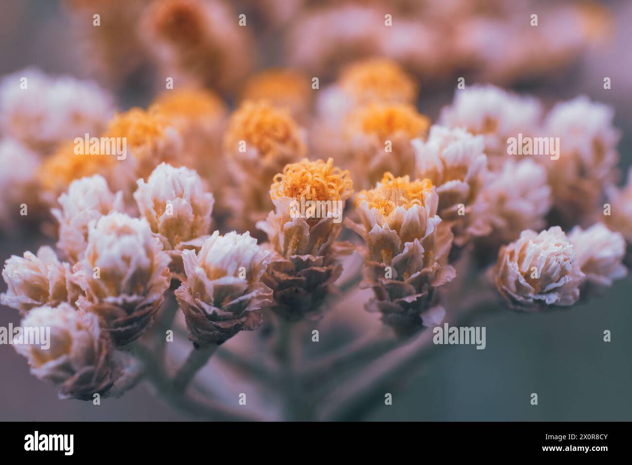 Eine Nahaufnahme eines Bündels von Creme und gelben Blüten der Lakritzpflanze Helichrysum petiolare. Sie ist in Südafrika beheimatet Stockfoto