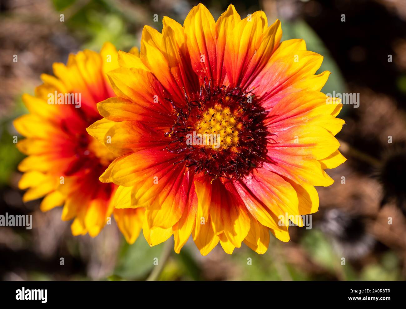 Großaufnahme einer leuchtenden orange-gelben Gaillardia oder Blanket Blume bei hellem Sonnenschein. Stockfoto