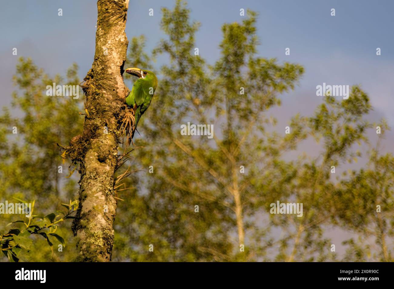 Ein exotischer smaragdgrüner Toucanet mit einem Insekt in der Rechnung, am Eingang seines Nestes, in einem Wald in den östlichen Andengebirgen in Zentral-Kolumbien. Stockfoto