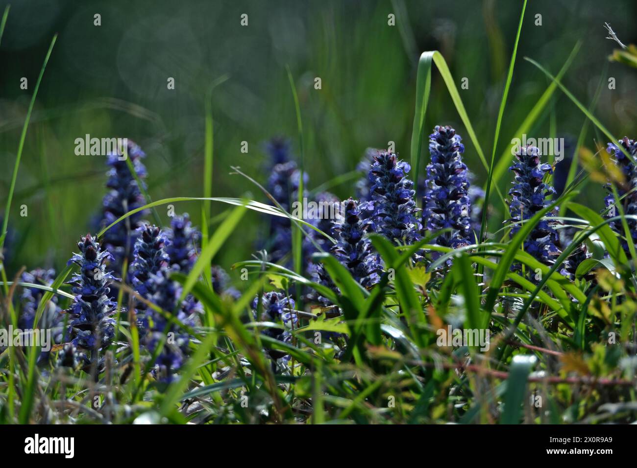 Ajuga reptans, auch bekannt als der blaue Jasmin, ist eine blühende Pflanzenart aus der Familie der Jasminen. Stockfoto