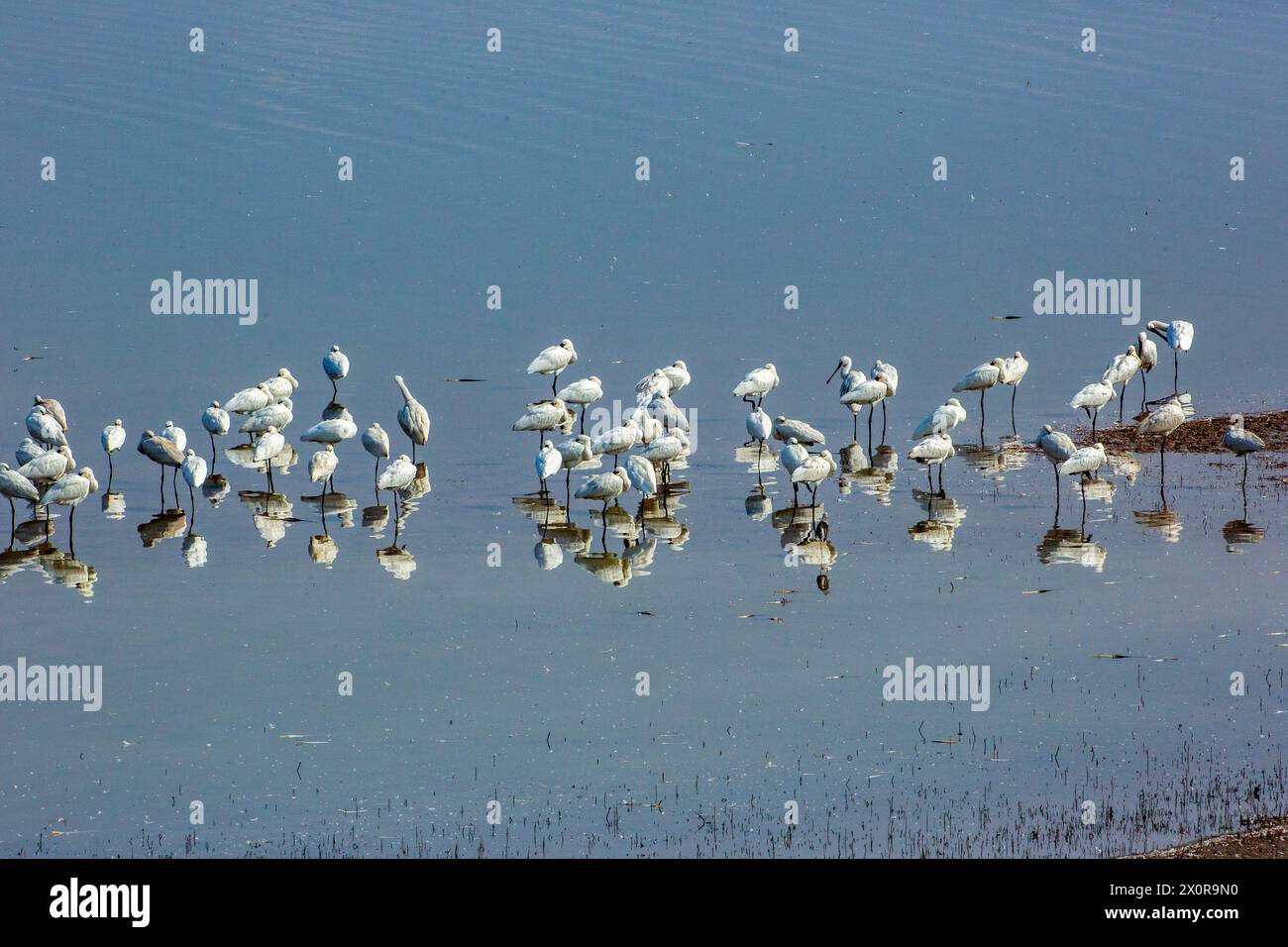 Eurasischer Löffelschnabel (Platalea leucorodia) oder gemeiner Löffelschnabel, Stockfoto