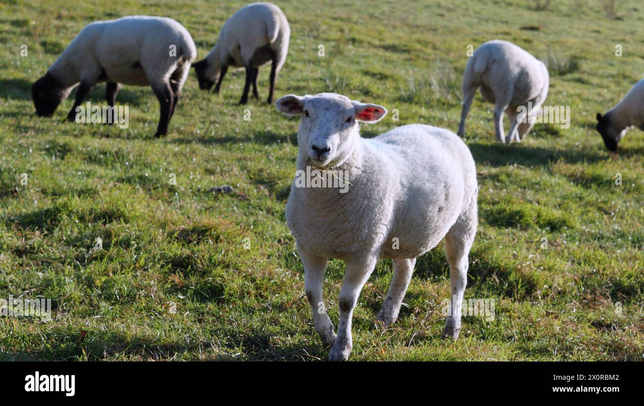 Schafweiden im ländlichen Raum Stockfoto