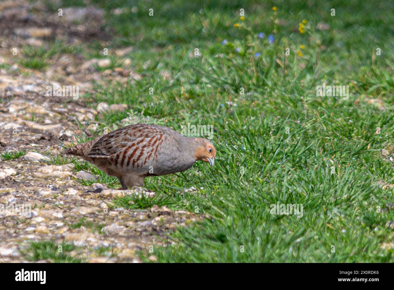 Graues Rebhuhn (Perdix perdix) auf Ackerland oder Feld in den South Downs, West Sussex, England, Großbritannien Stockfoto