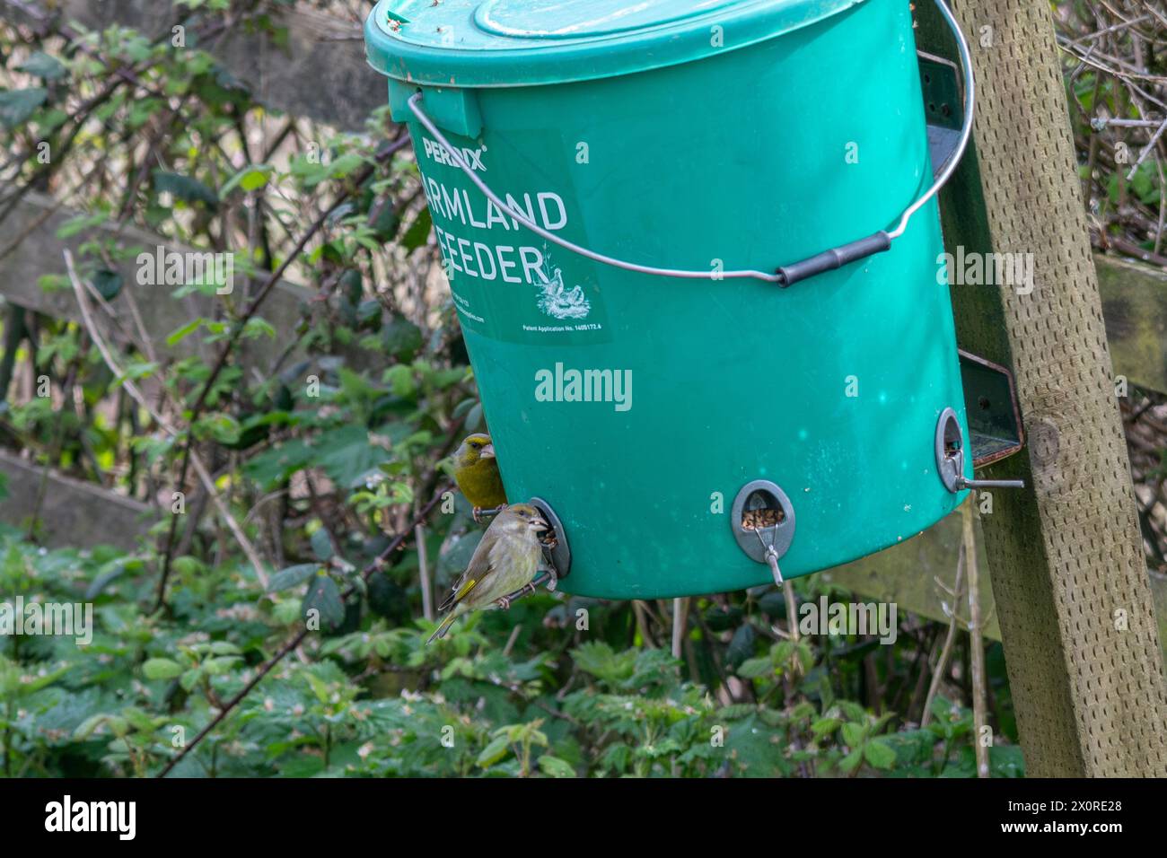 Paar Grünfinken (Carduelis Chloris) auf einem Futterbehälter oder einem Futterbehälter für landwirtschaftliche Vögel, South Downs, West Sussex, England, Großbritannien Stockfoto