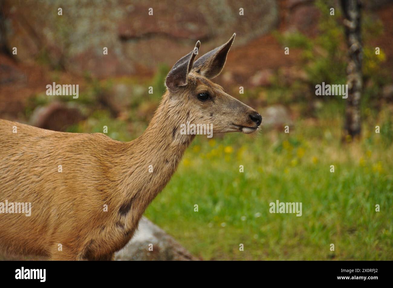 Maultierhirsche (Odocoileus hemionus) im Great Sand Dunes National Park, Colorado Stockfoto