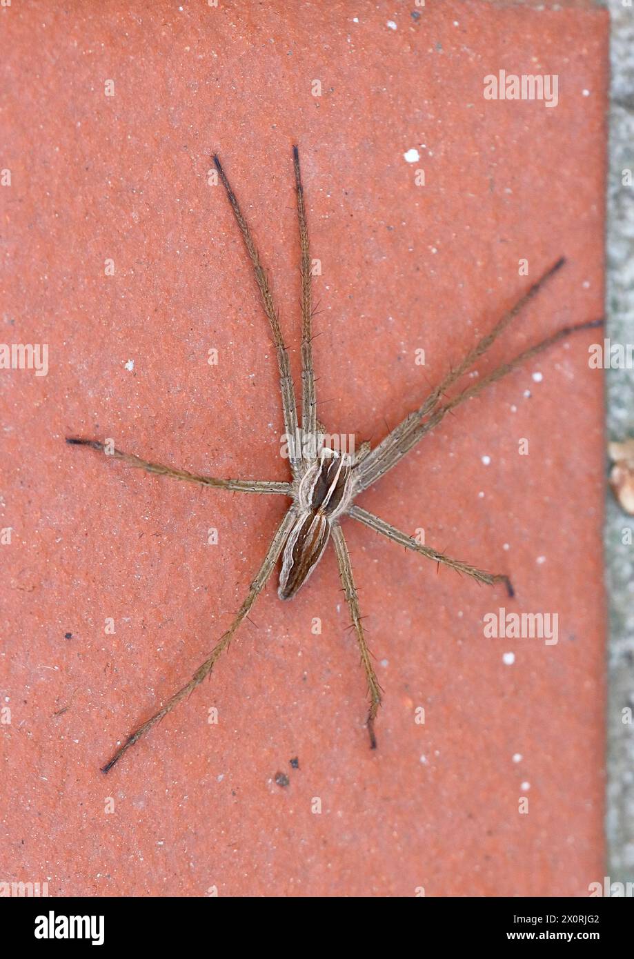 Eine gerissene Spinne sitzt auf einem roten Backstein am Haus Stockfoto
