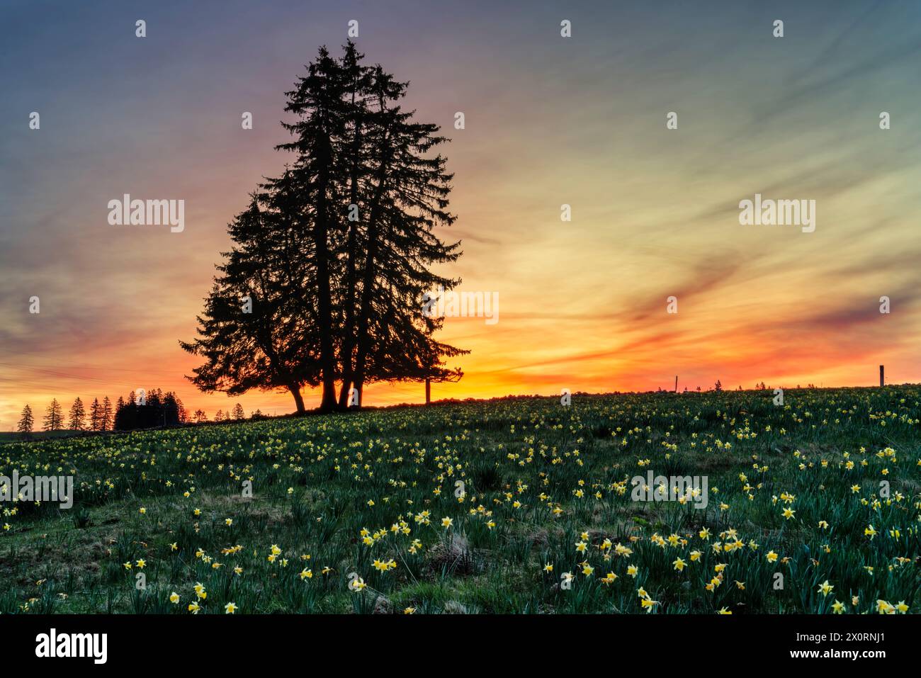 Europa, Schweiz, Neuchâtel, Vue des Alpes, Pass, tête de ran, Berg, Frühling, Narzissen, Narzissen Felder, Französische Schweiz, Jura Stockfoto