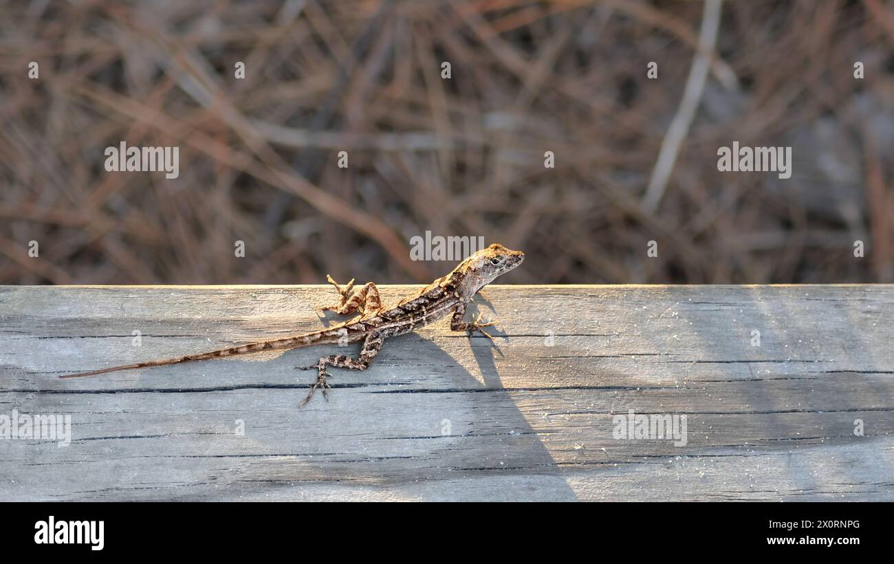 Eine braune Anolis Sagrei auf einer Promenade mit Sonnenschein, Kopierraum 16:9 Stockfoto