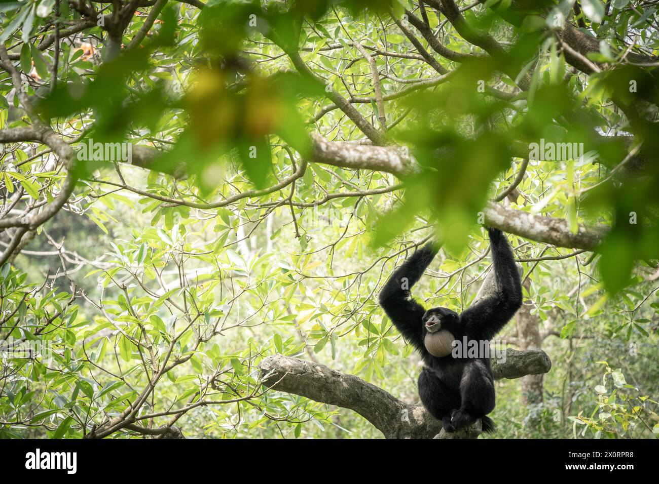 Schwarzer Siamang-Gibbon-Affe, der im Dschungel zwischen dem Laub schreit, Taipeh, Taiwan. Stockfoto