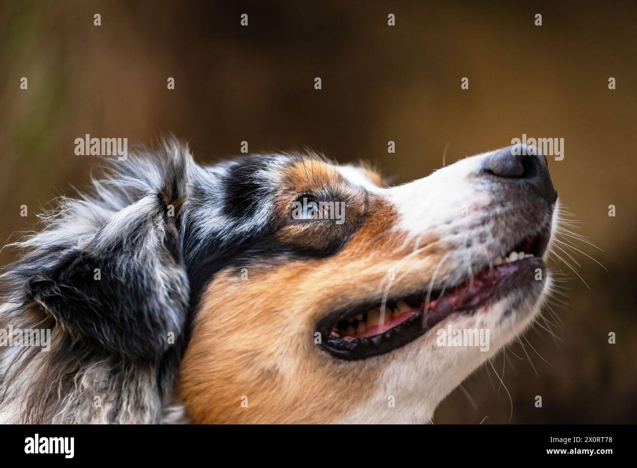 Kopf des männlichen jungen australischen Schäferhundes. Porträt, Nahaufnahme. Stockfoto