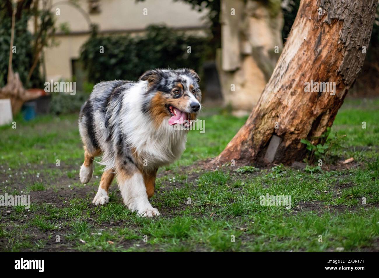 Junger australischer Schäferhund auf Gras im Garten. Stockfoto