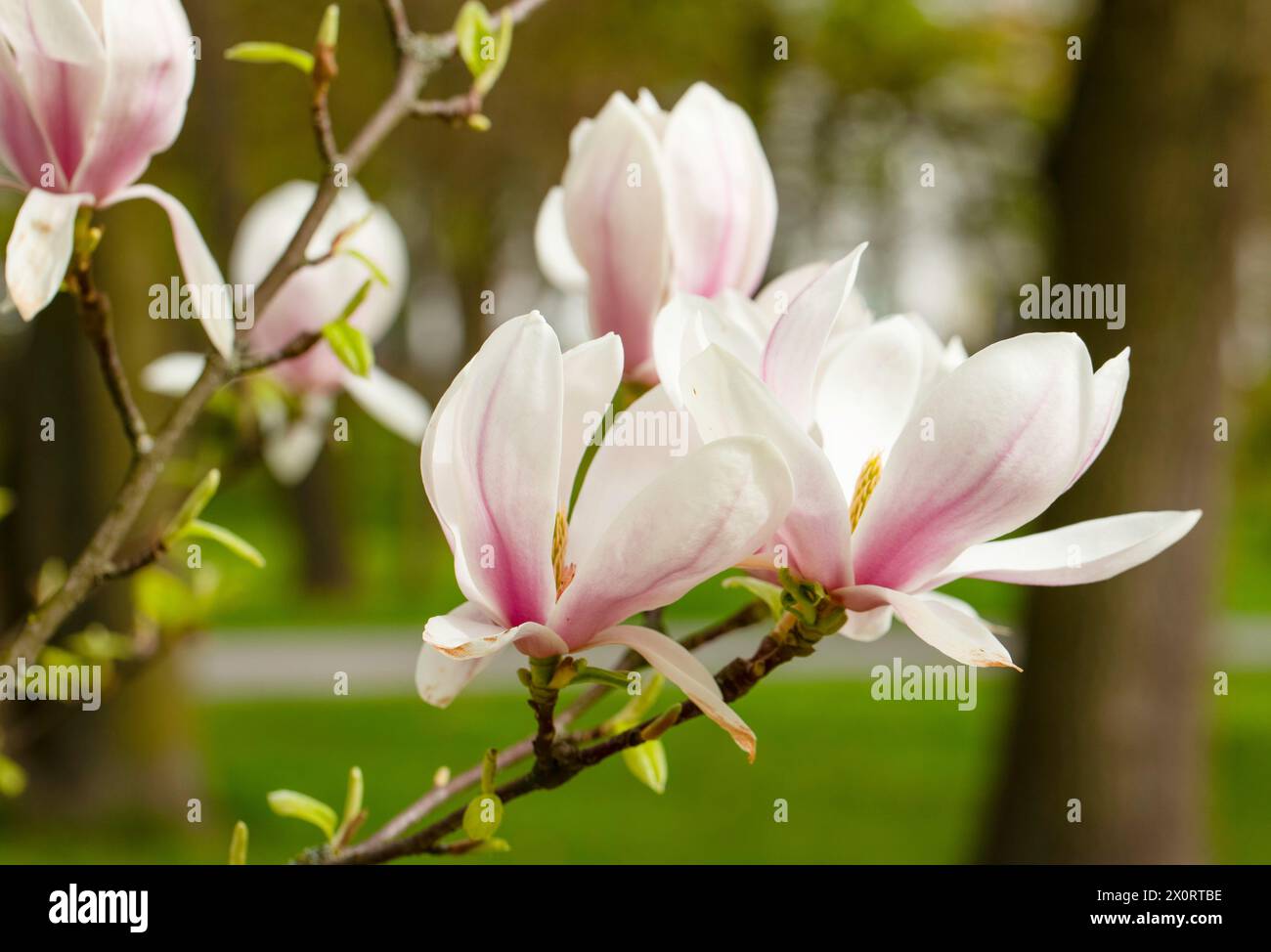 Rosafarbene Magnolienblüten im Stadtpark von Gniezno. Stockfoto