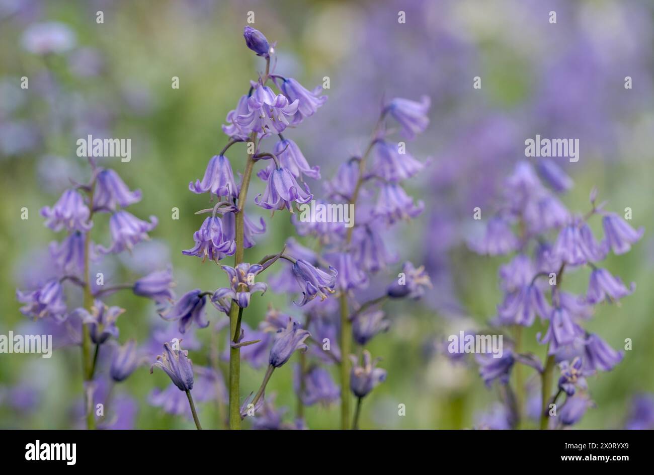 Blauglocken im Frühjahr, fotografiert außerhalb des historischen ummauerten Gartens in den Eastcote House Gardens, London Borough of Hillingdon, Großbritannien. Stockfoto