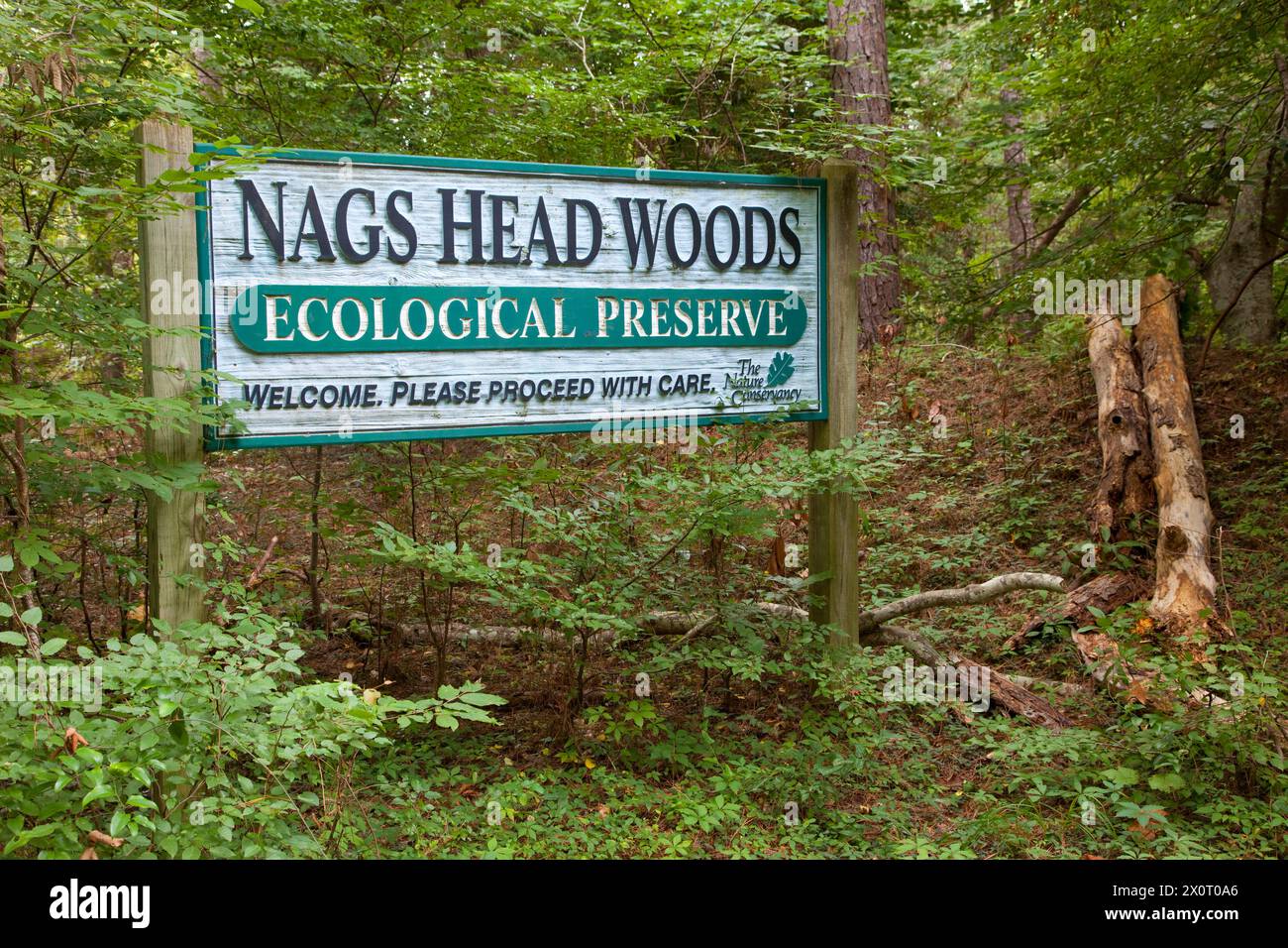 Nags Head Woods, ein Naturschutzgebiet. Nags Head, North Carolina. Stockfoto